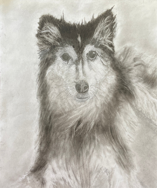 Sam - Original charcoal (SOLD commission)